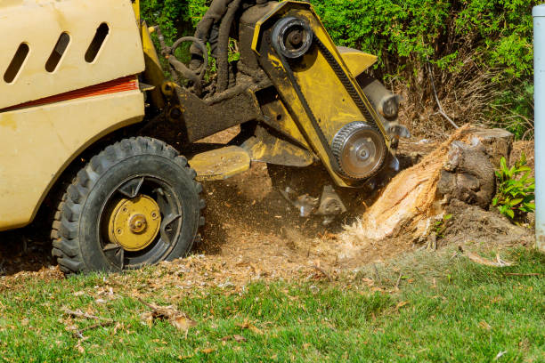 Best Tree Branch Trimming  in USA